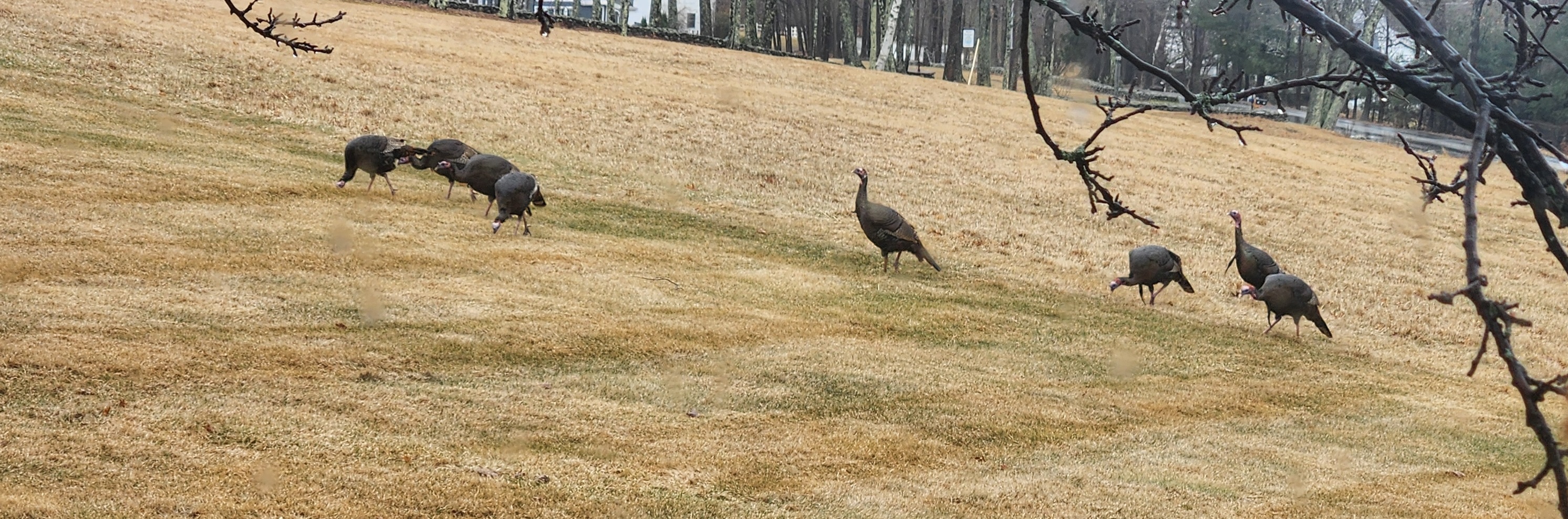 Turkeys