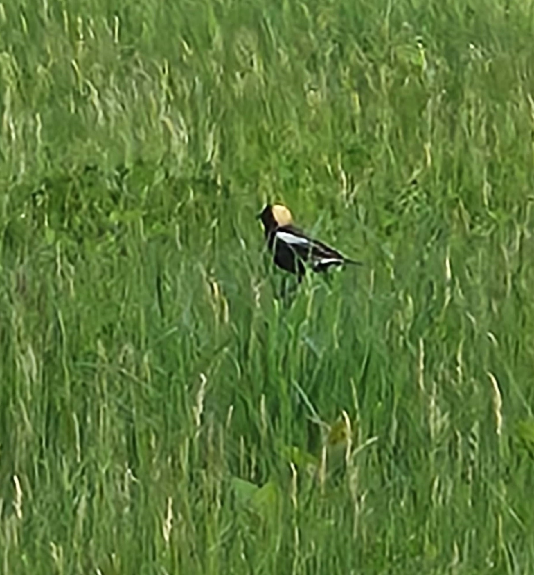 Bobolink