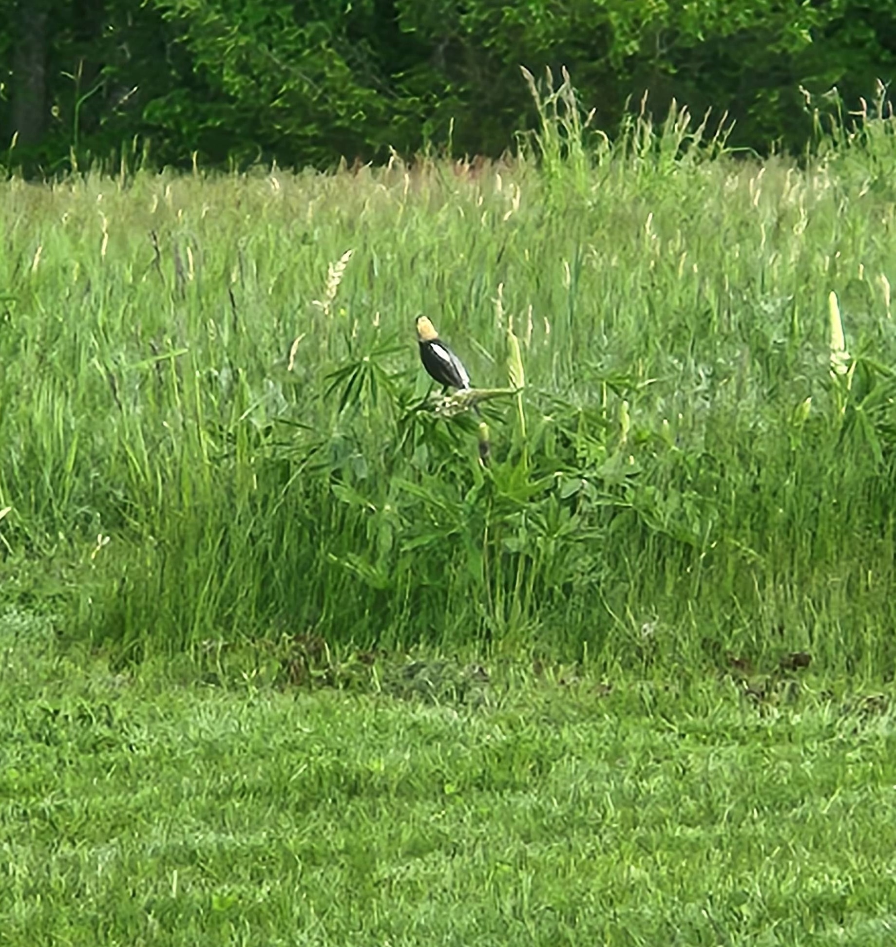 Bobolink