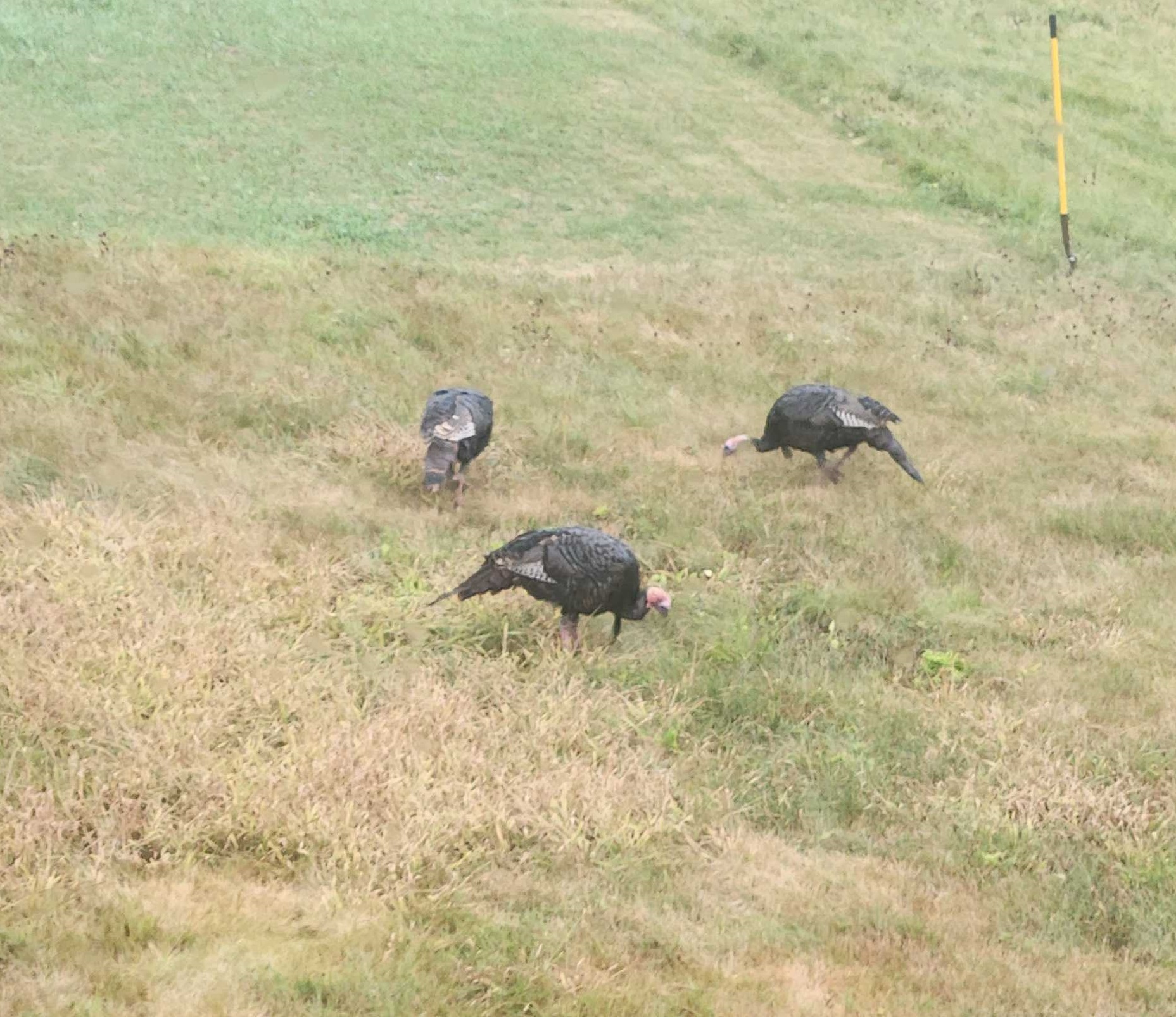 Turkeys