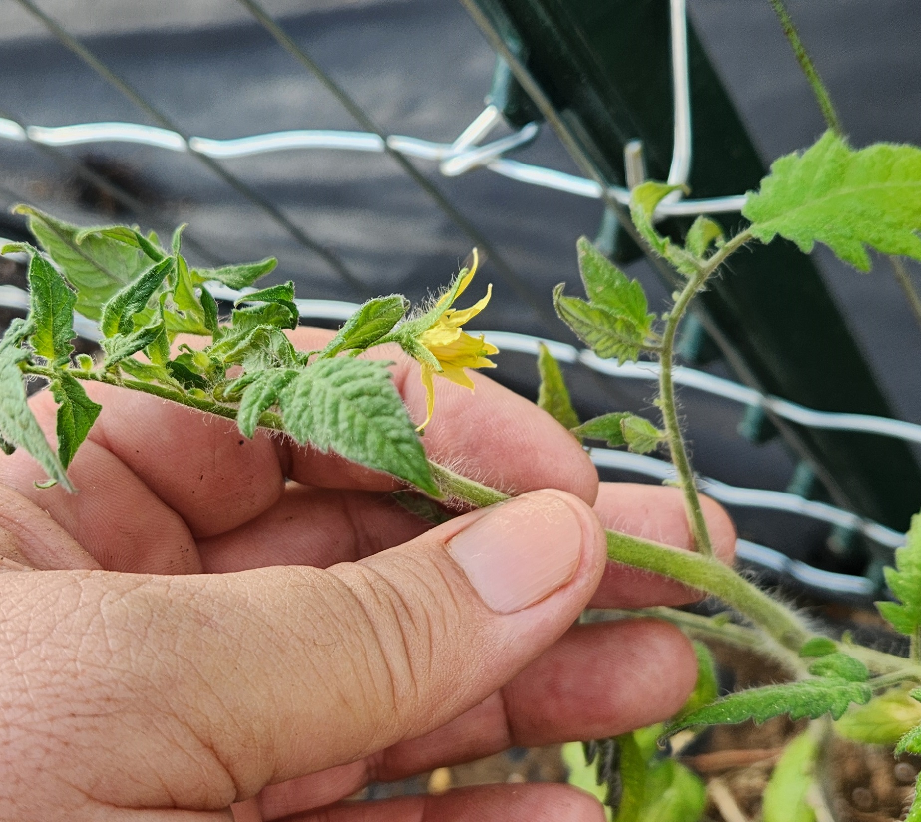 tomato flower